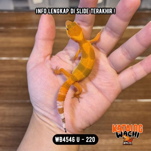 WB4546 U | Baby Jeruk Cakep 🍊✨
