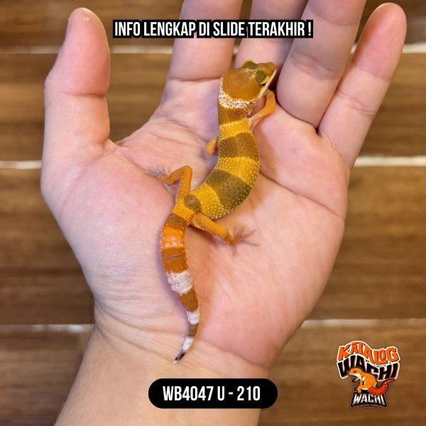 WB4047 U | Baby Jeruk Cakep 🍊🔥