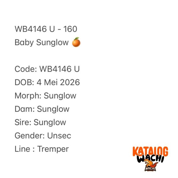 WB4146 U | Baby Sunglow 🍊