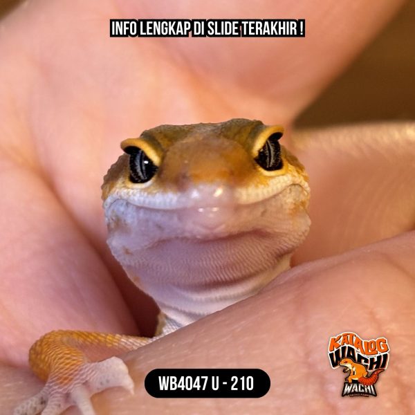 WB4047 U | Baby Jeruk Cakep 🍊🔥