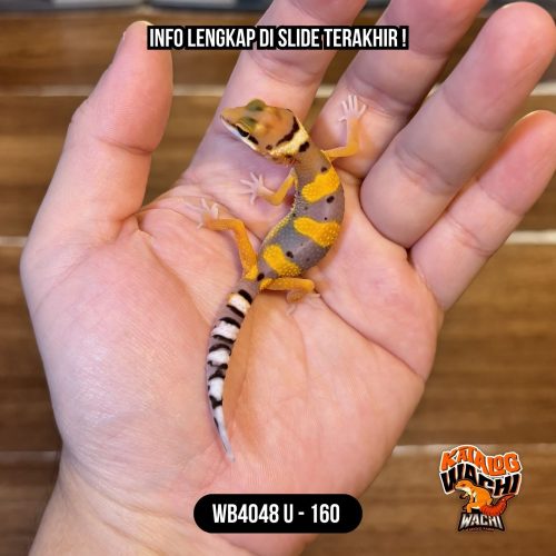 WB4048 U | Baby Jeruk 🍊