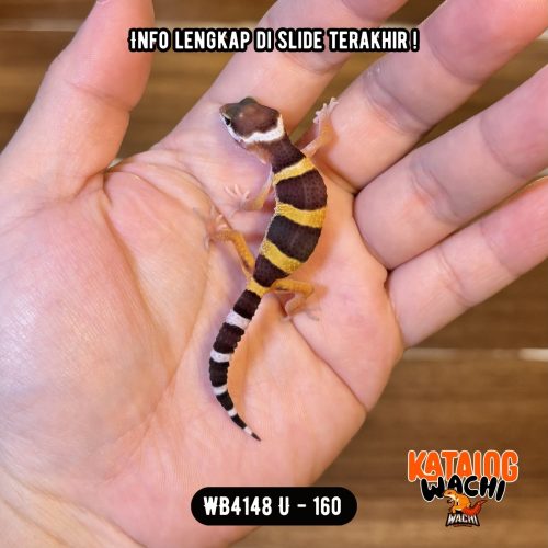 23 WB4148 U | Baby Lebah 🐝