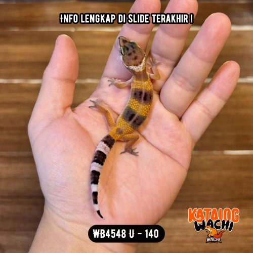 WB4548 U | Baby Jeruk Gelap 🍊🖤