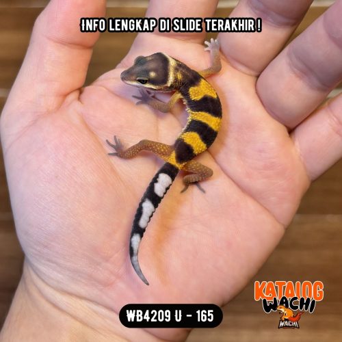 25 WB4209 U | Cakep Nih! 🤩🍊