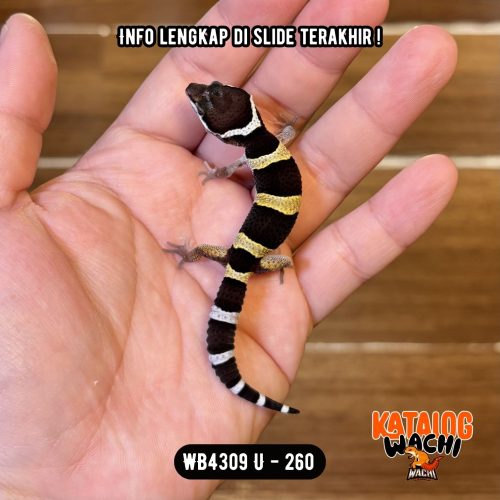 WB4309 U | Lebah Ciamik 🐝🖤✨