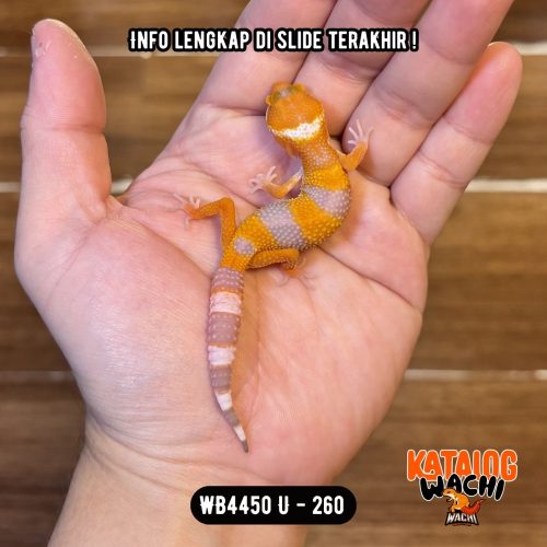 WB4450 U | Baby Jeruk Menyala 🍊🔥