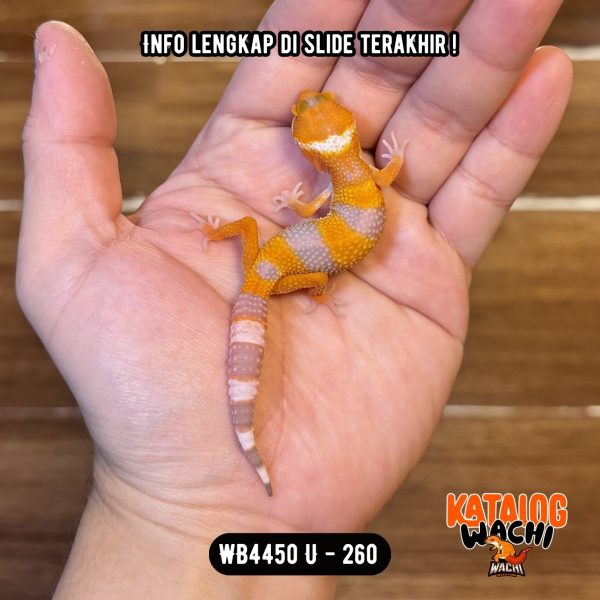 WB4450 U | Baby Jeruk Menyala 🍊🔥