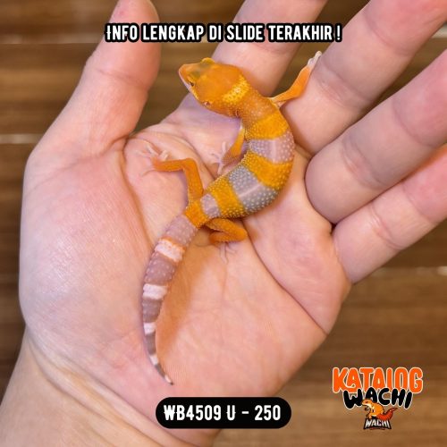 WB4509 U | Cakep Sejak Dini 🍊🔥