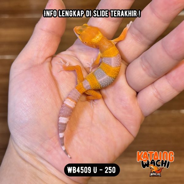 WB4509 U | Cakep Sejak Dini 🍊🔥