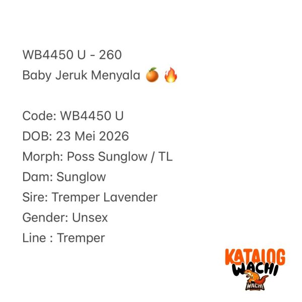 WB4450 U | Baby Jeruk Menyala 🍊🔥