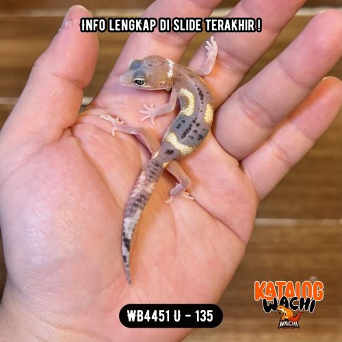 WB4451 U