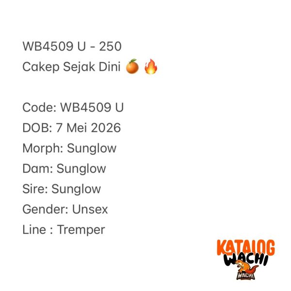 WB4509 U | Cakep Sejak Dini 🍊🔥