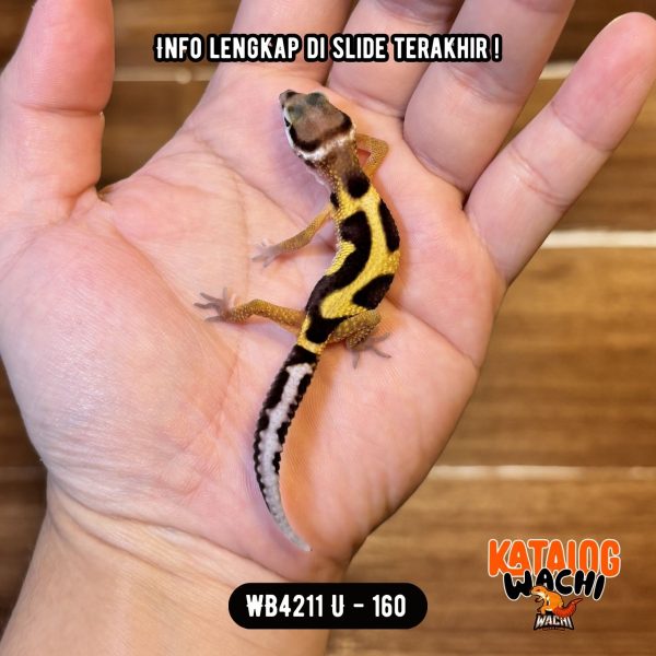 WB4211 U  | Patternnya Unik 🤩