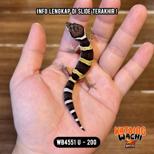 WB4551 U | Cosplay Lebah 🐝