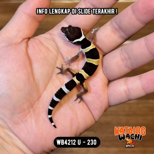 35 WB4212 U | Lebah Ciamik 🐝🖤✨