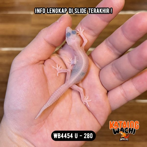 WB4454 U | Senyum2 Versi Albino 😍 Mata Full Merah 🔴👅🔴