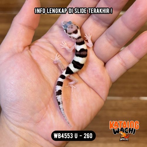 WB4553 U | Baby Sapi 🐄 Mata Full Hitam ⚫️👅⚫️