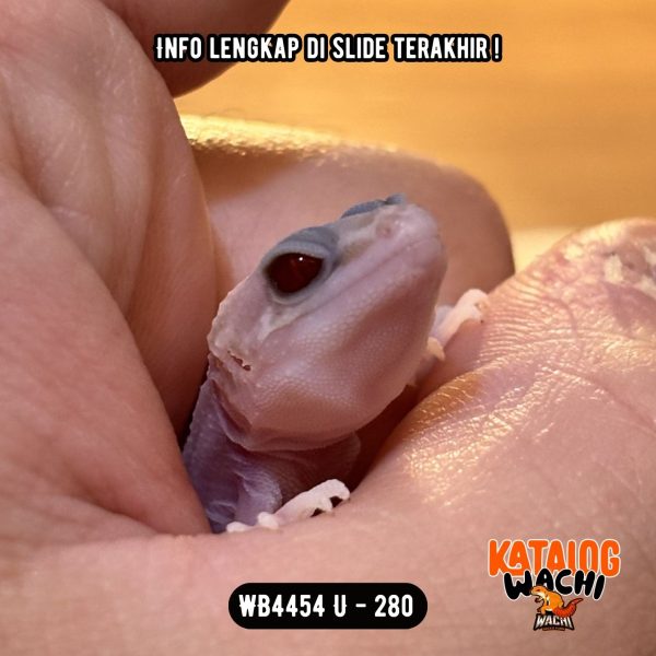 WB4454 U | Senyum2 Versi Albino 😍 Mata Full Merah 🔴👅🔴