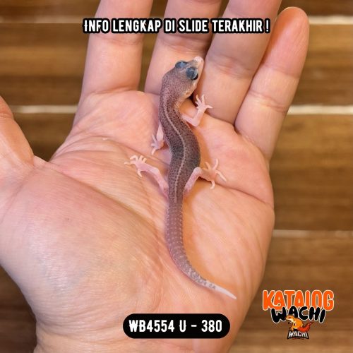 WB4554 U | Baby Senyum2 🤗 Mata Full Hitam ⚫️👅⚫️