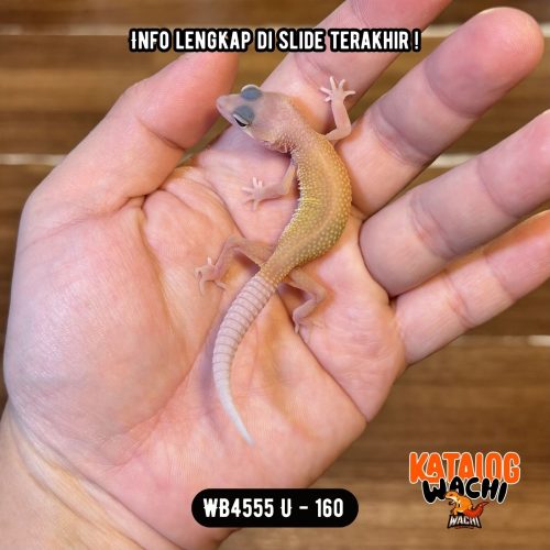 WB4555 U | Rare Morph 🤩 Mata Full Merah 🔴👅🔴
