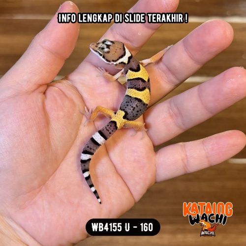 45 WB4155 U | Cosplay Lebah 🐝