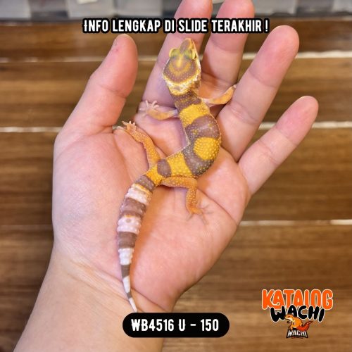 WB4516 U