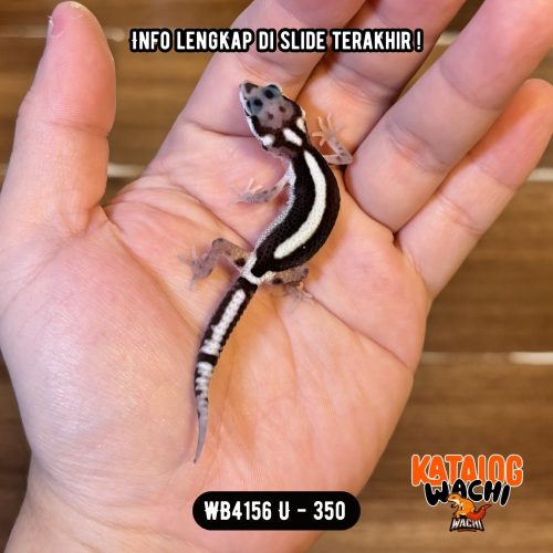 48 WB4156 U | Spesial, Cakep Banget 🖤🤍✨