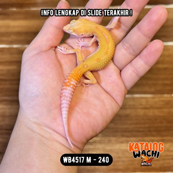 WB4517 M | Menyala Sejak Dini 🔥 Mata Merah 🔴👅🔴