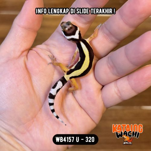 51 WB4157 U | Spesial, Cakep Banget 🖤💛✨