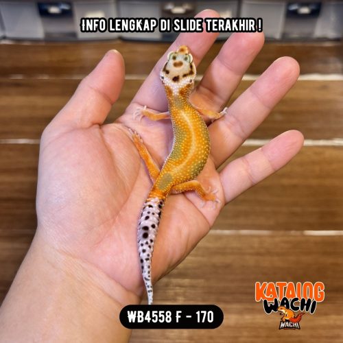 WB4558 F
