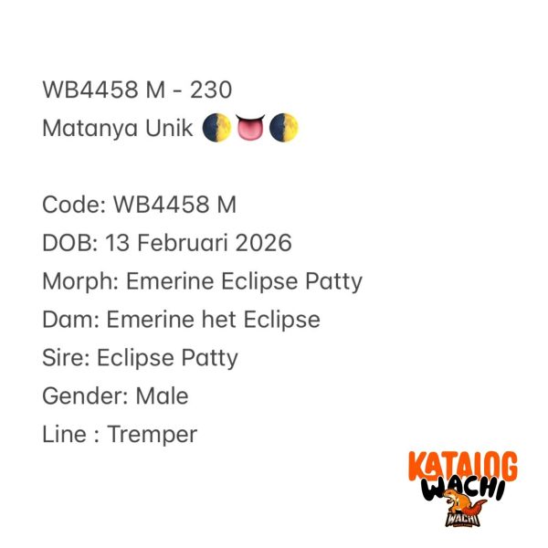 WB4458 M | Matanya Unik 🌓👅🌓