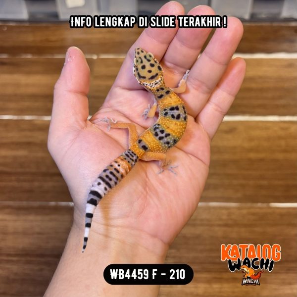 WB4459 F | Warna Ciamik 🤩