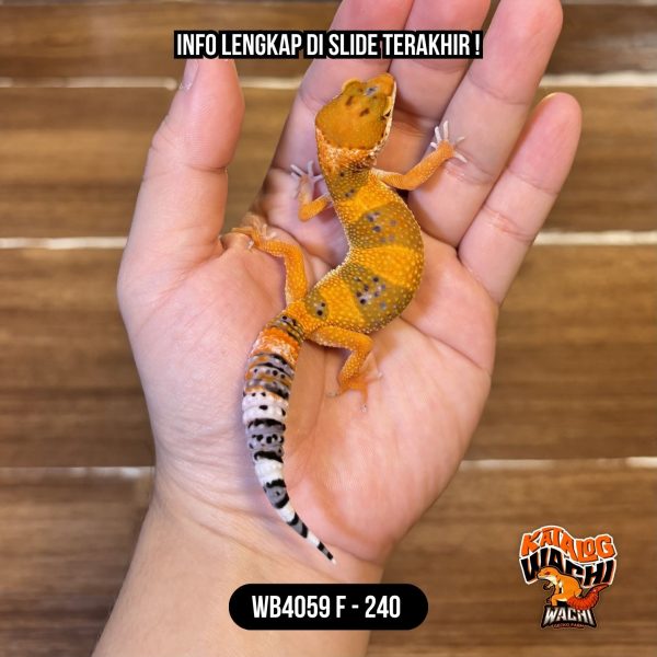 WB4059 F | Jeruk CIAMIK 🍊🥵