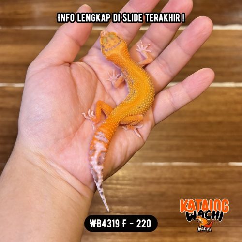 WB4319 F | Warna Menyala 🔥🔥🔥