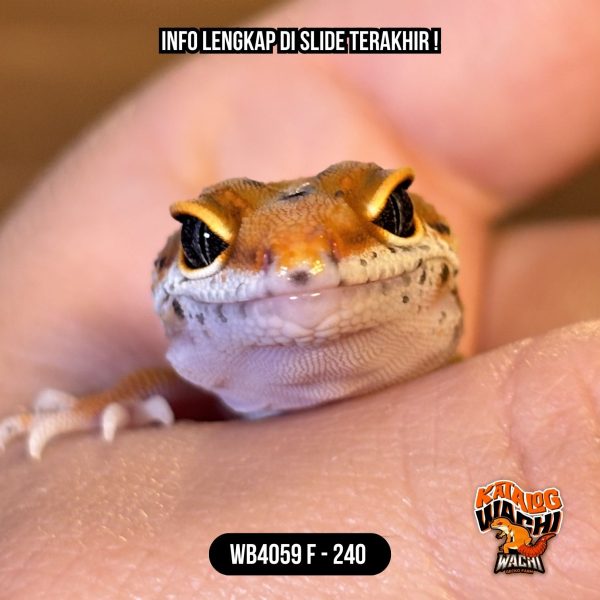 WB4059 F | Jeruk CIAMIK 🍊🥵