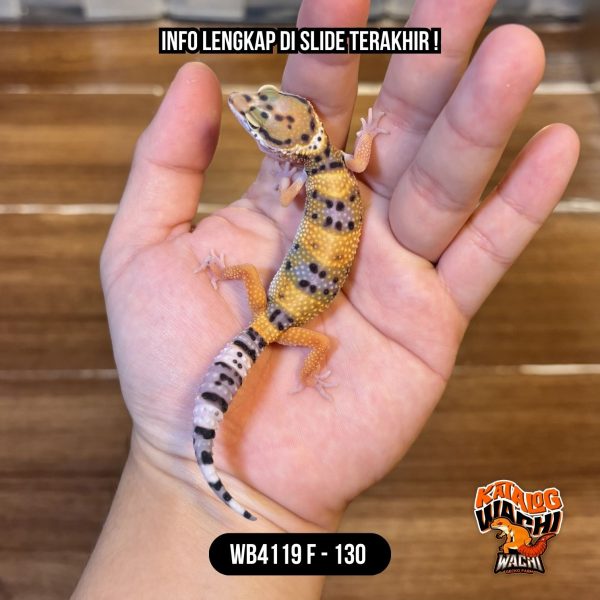 WB4119 F