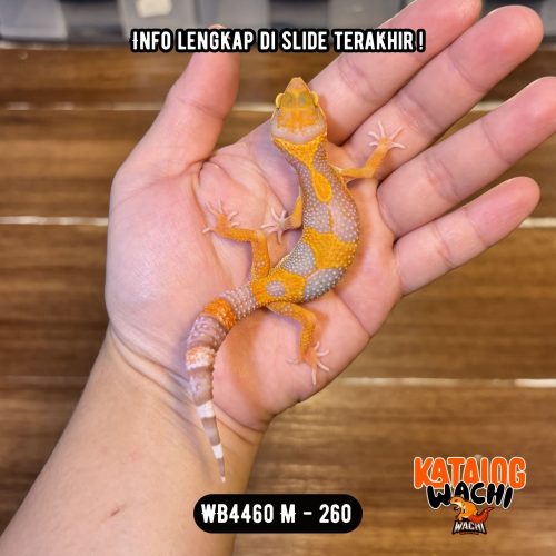 WB4460 M | Jeruk Gonjreng 🔥