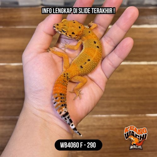 WB4060 F | Warna Ciamik ❤️🧡💚