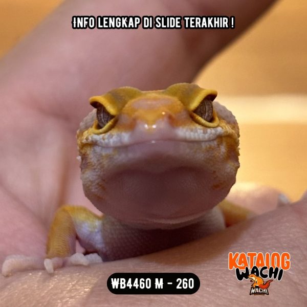 WB4460 M | Jeruk Gonjreng 🔥