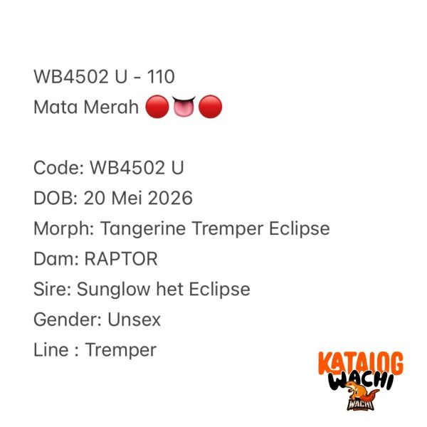 WB4502 U | Mata Merah 🔴👅🔴