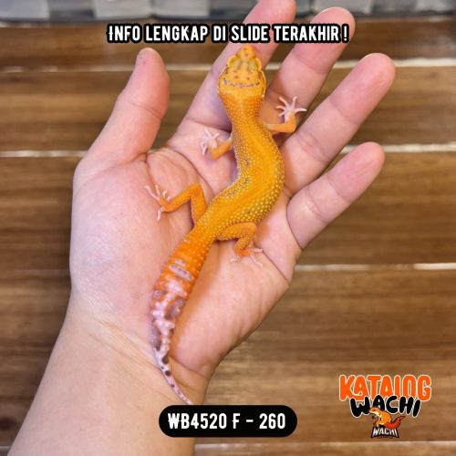 WB4520 F | Warna Menyala 🔥🔥🔥