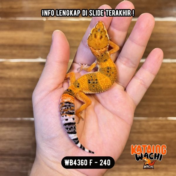 WB4360 F | Jeruk CIAMIK 🍊🥵
