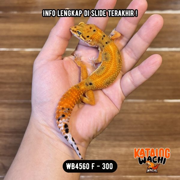 WB4560 F | Jeruk Cendol Pedas 🥵💚