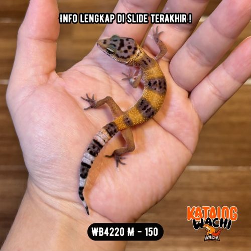 61 WB4220 M | Jeruk Gelap ❤️🖤