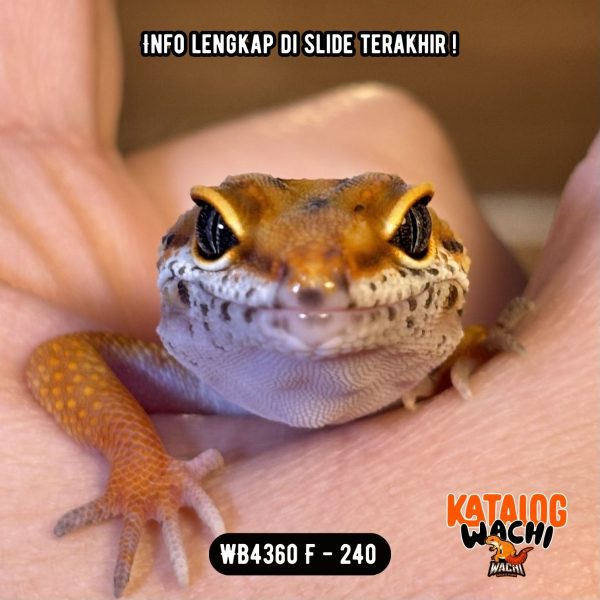 WB4360 F | Jeruk CIAMIK 🍊🥵