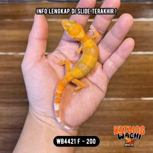 WB4421 F | Es Jeruk 🍊
