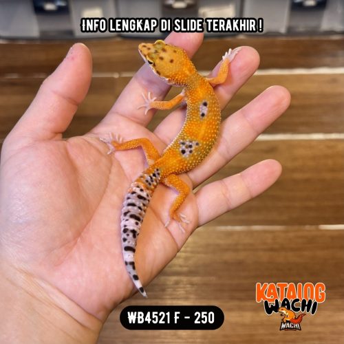 WB4521 F | Warna Ciamik ❤️🧡💚