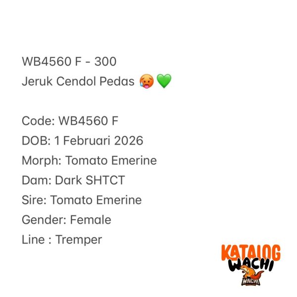 WB4560 F | Jeruk Cendol Pedas 🥵💚