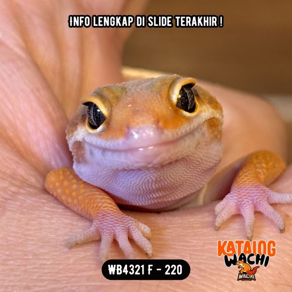 WB4321 F