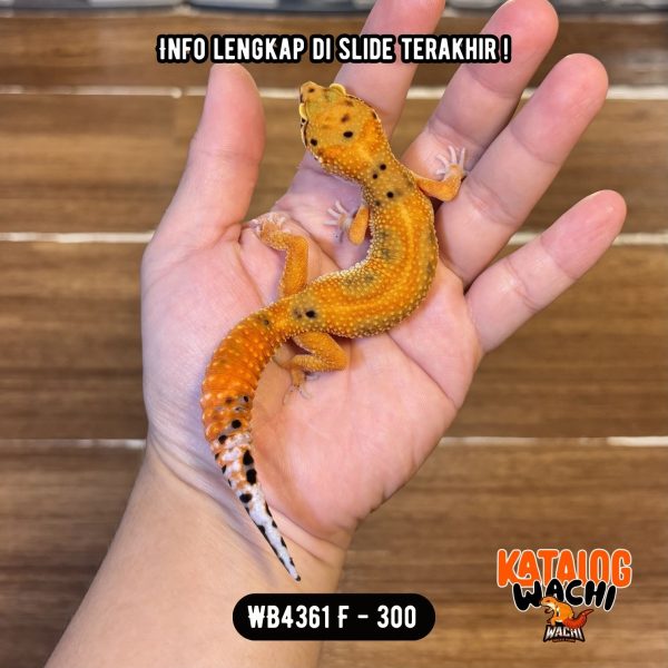 WB4361 F | Jeruk Cendol Pedas 🥵💚